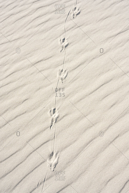 Germany, Lower Saxony, East Frisia, Juist, sand structure, traces in the sand.