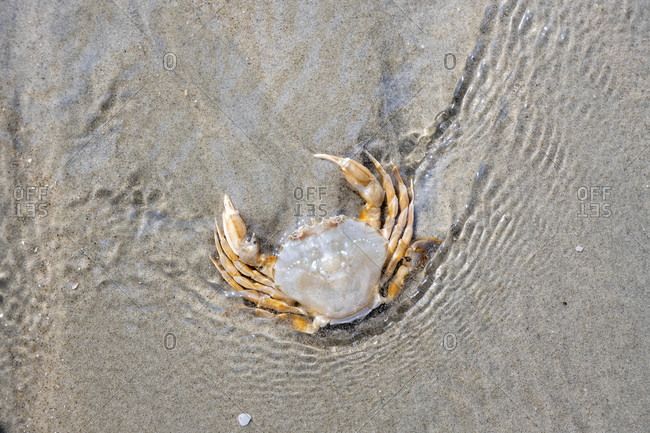 Germany, Lower Saxony, East Frisia, Juist, Common beach crab (Carcinus maenas), also called beach crab.