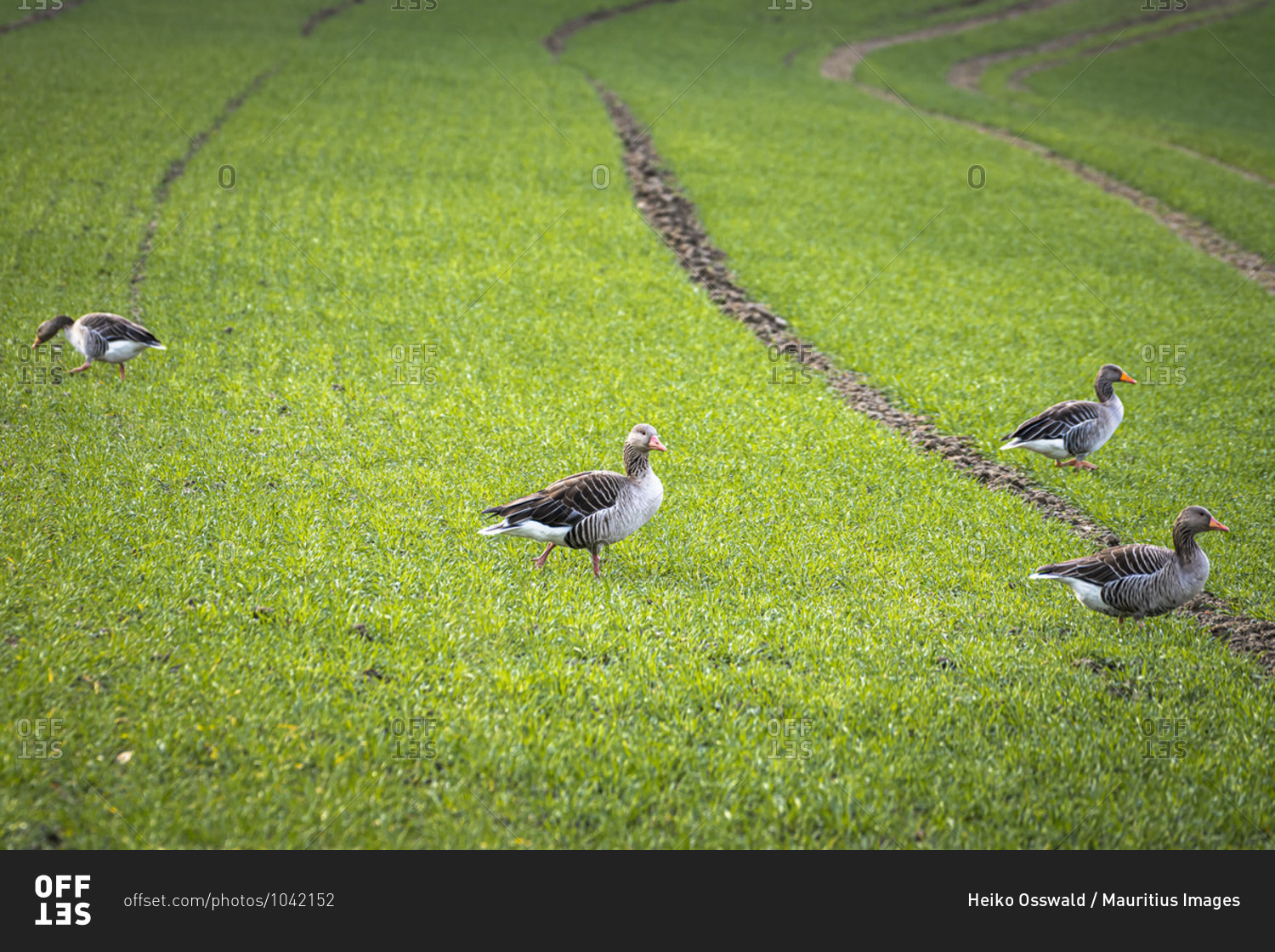 Greylag geese, field geese, Anser anser, duck birds, goose birds, Sigmaringen, Baden-Wuerttemberg, Germany, Europe