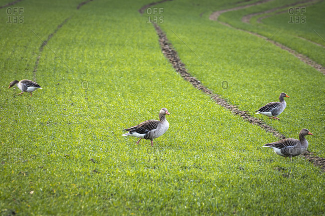 Greylag geese, field geese, Anser anser, duck birds, goose birds, Sigmaringen, Baden-Wuerttemberg, Germany, Europe