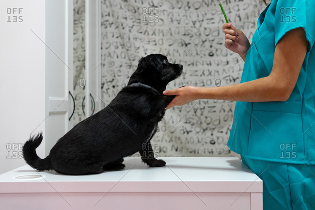 Cheerful young female veterinarian with cute black puppy friendly while working in clinic