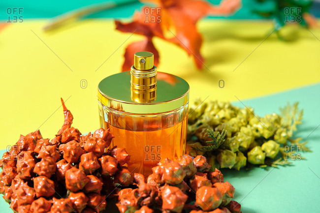 From above of shiny glass bottle of handmade luxury perfume arranged on table with sprigs of thuja