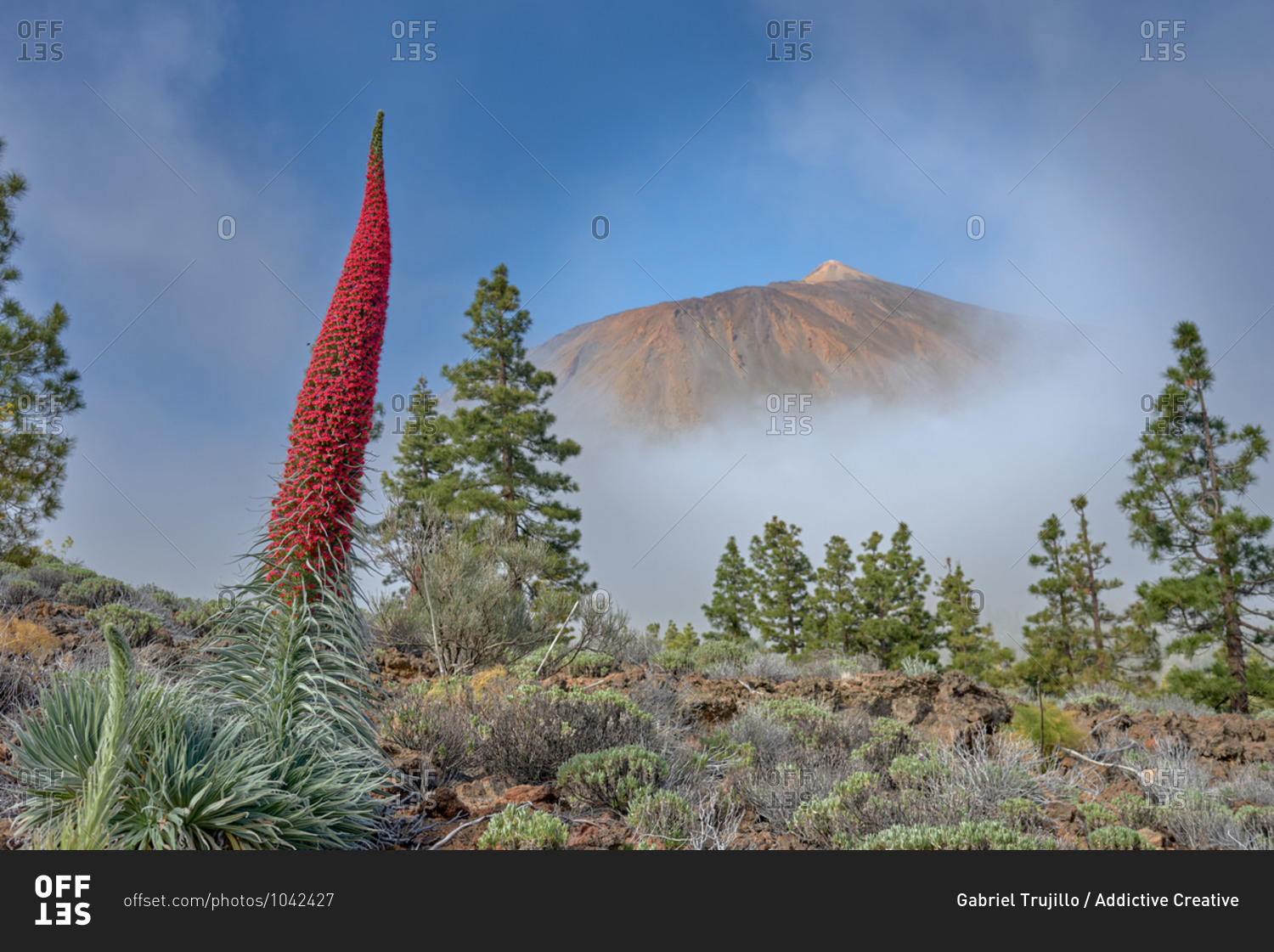 Majestic view of Teide National Park with blossoming red tajinaste plants on background of amazing mountain under blue sky