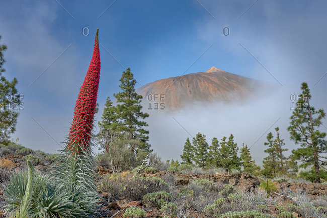 Majestic view of Teide National Park with blossoming red tajinaste plants on background of amazing mountain under blue sky