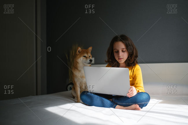 Modern preteen girl in casual outfit sitting on bed with Shiba Inu dog and browsing laptop while staying at home during free time