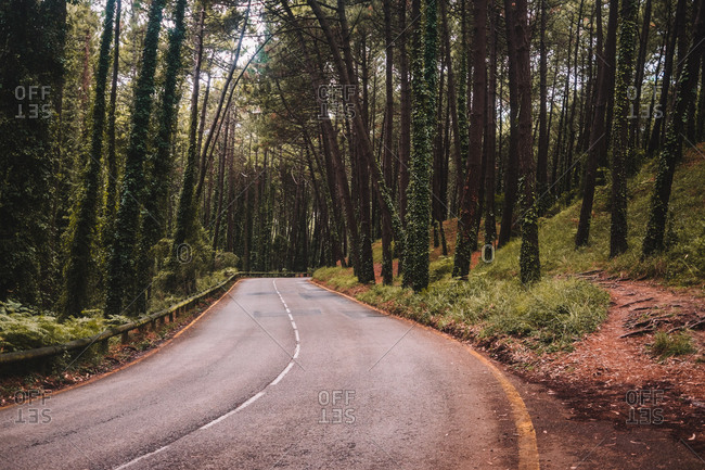 Empty narrow curved asphalt roadway running between tall green trees in summer forest