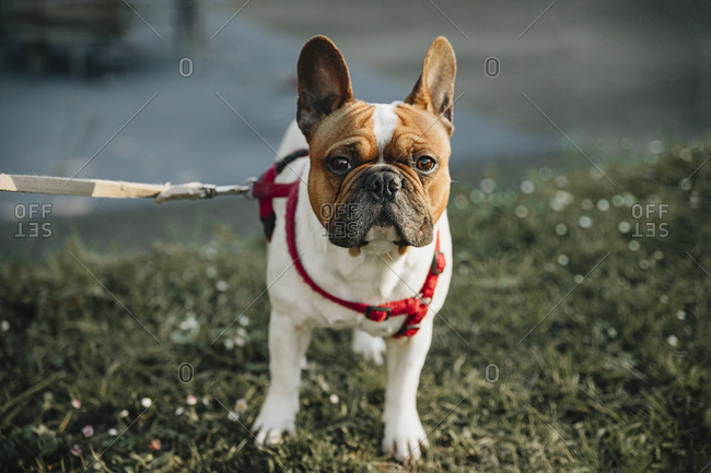 Adorable serious brown and white French Bulldog with red collar standing on  pavement and looking at camera stock photo - OFFSET