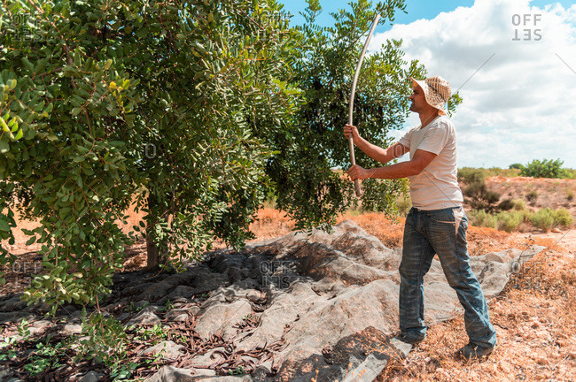 Side view of male farm worker hitting carob tree branches with wooden stick while collecting ripe pods during harvesting season in summer day in countryside