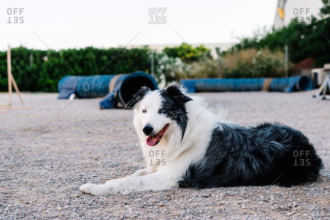 Adorable fluffy Border Collie dog lying on ground and resting after agility training in park with special equipment