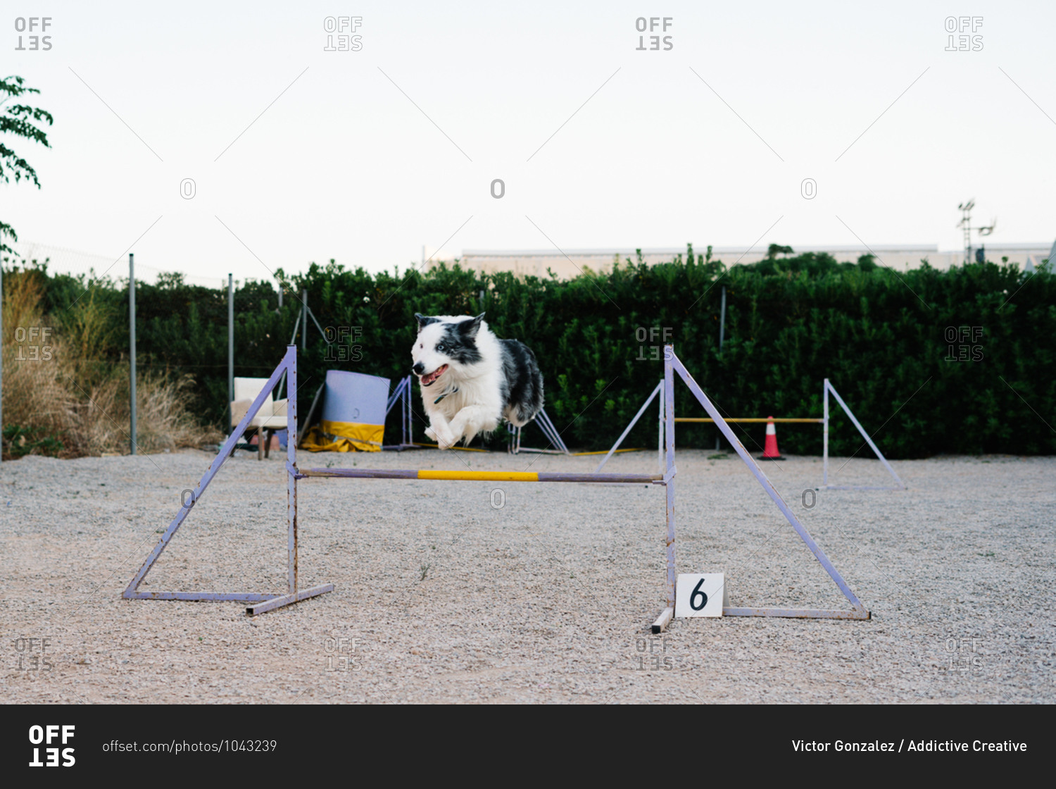 Border Collie dog jumping over hurdle with number during agility training on court