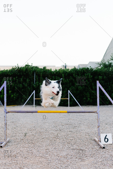 Border Collie dog jumping over hurdle with number during agility training on court