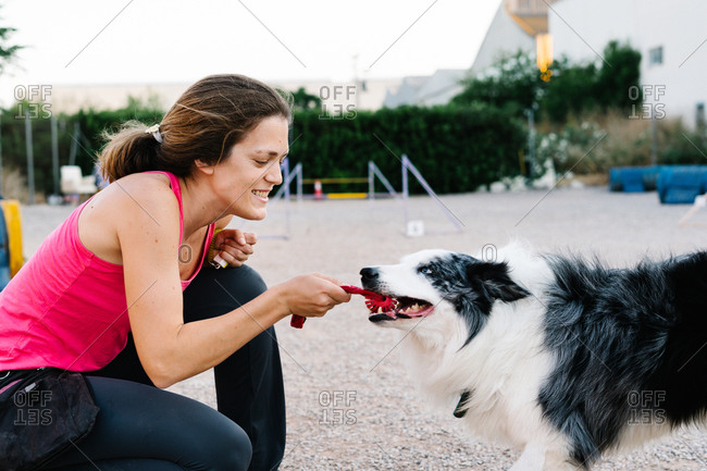 Border Collie dog pulling rope from hand of female instructor during training on playground with agility equipment