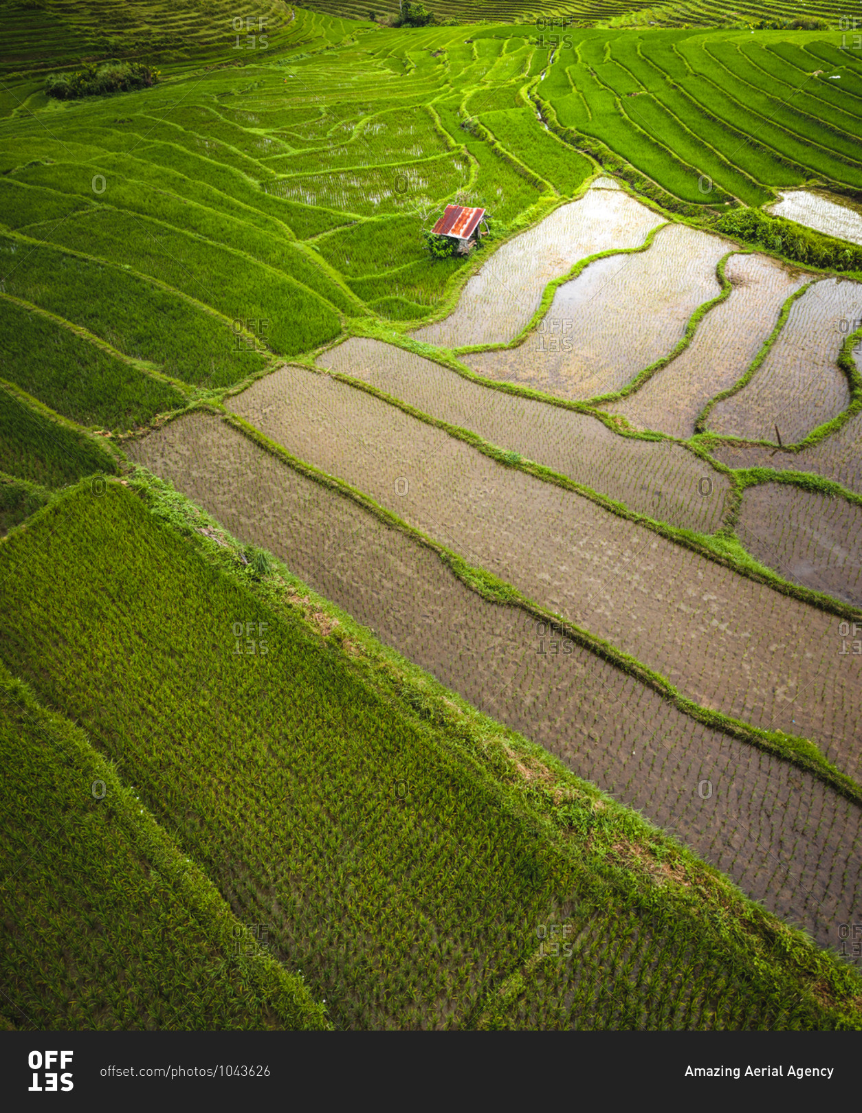 Aerial view of paddy rice fields in Guindulman region, the Philippines.
