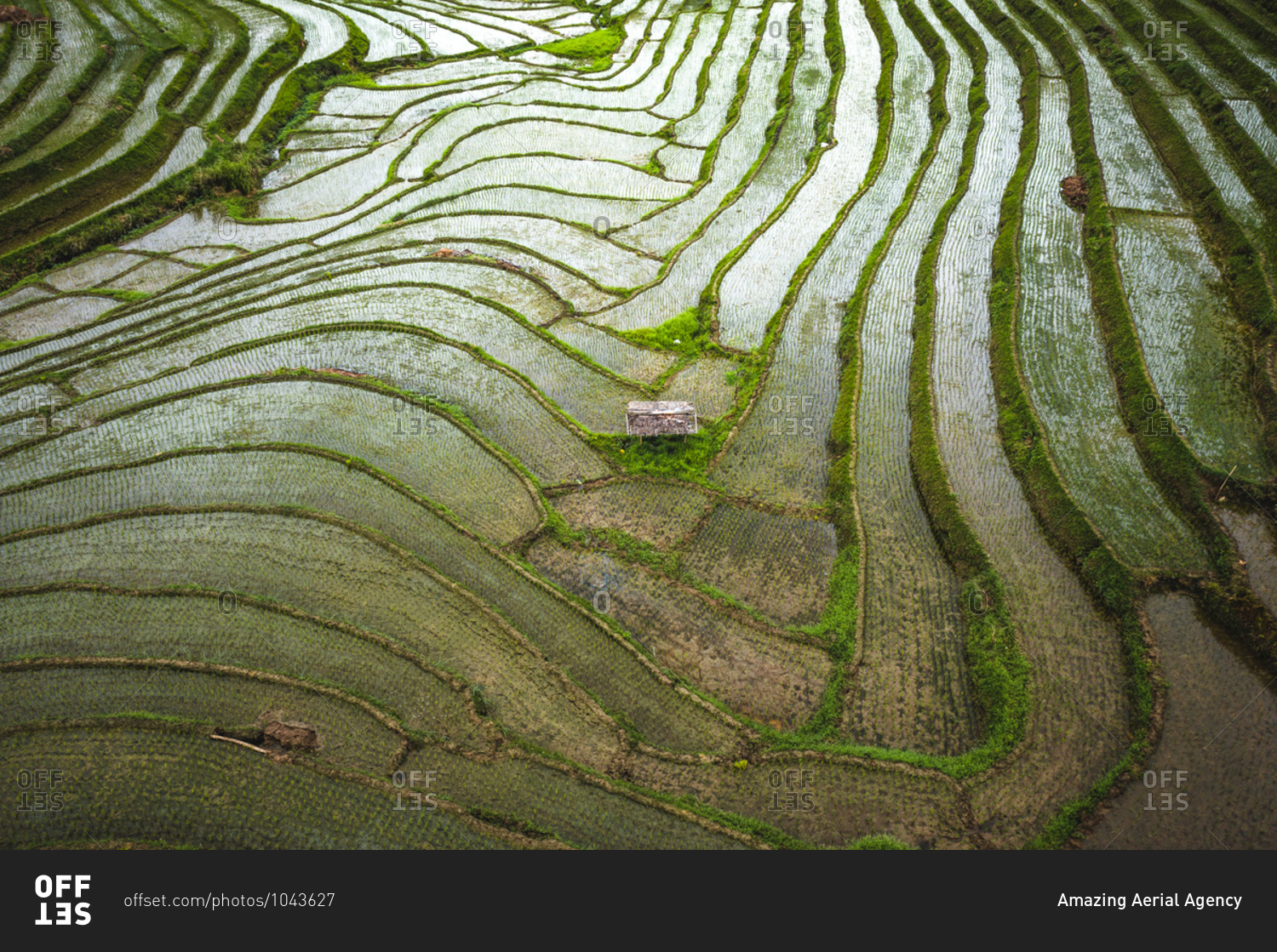 Aerial view of paddy rice fields in Guindulman region, the Philippines.
