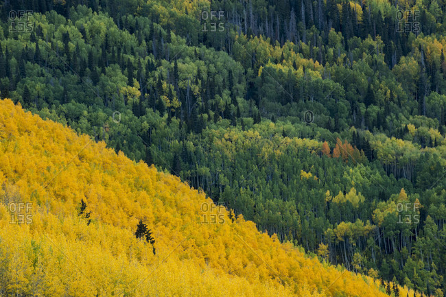 Trees on mountain during autumn