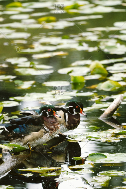 Two adult male wood ducks resting on a log in Lake Washington