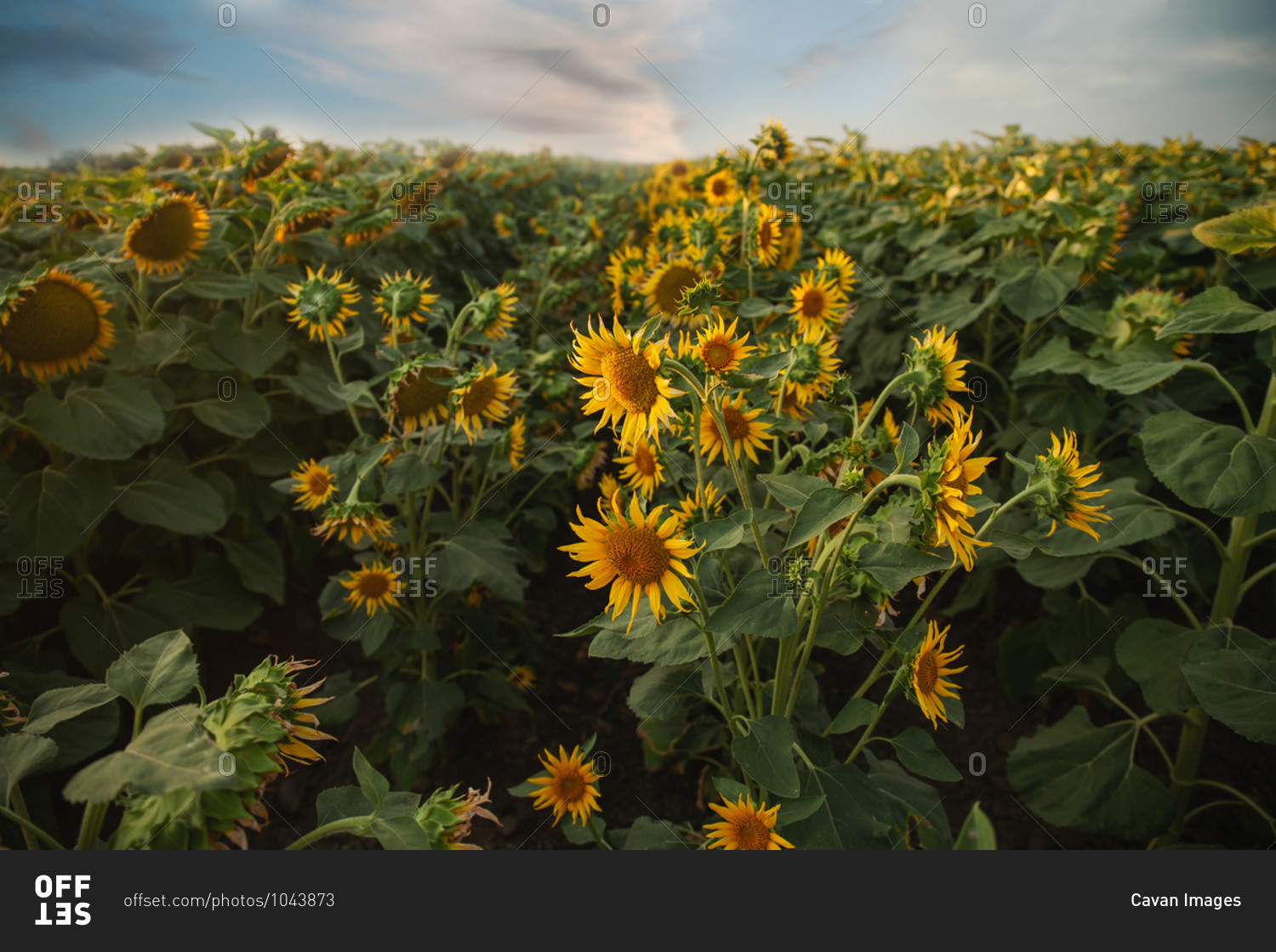 Sunflowers field under cloudy blue skies in summer