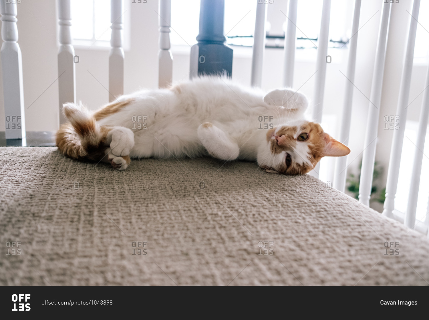 Young cat laying at the top of stairs showing its belly