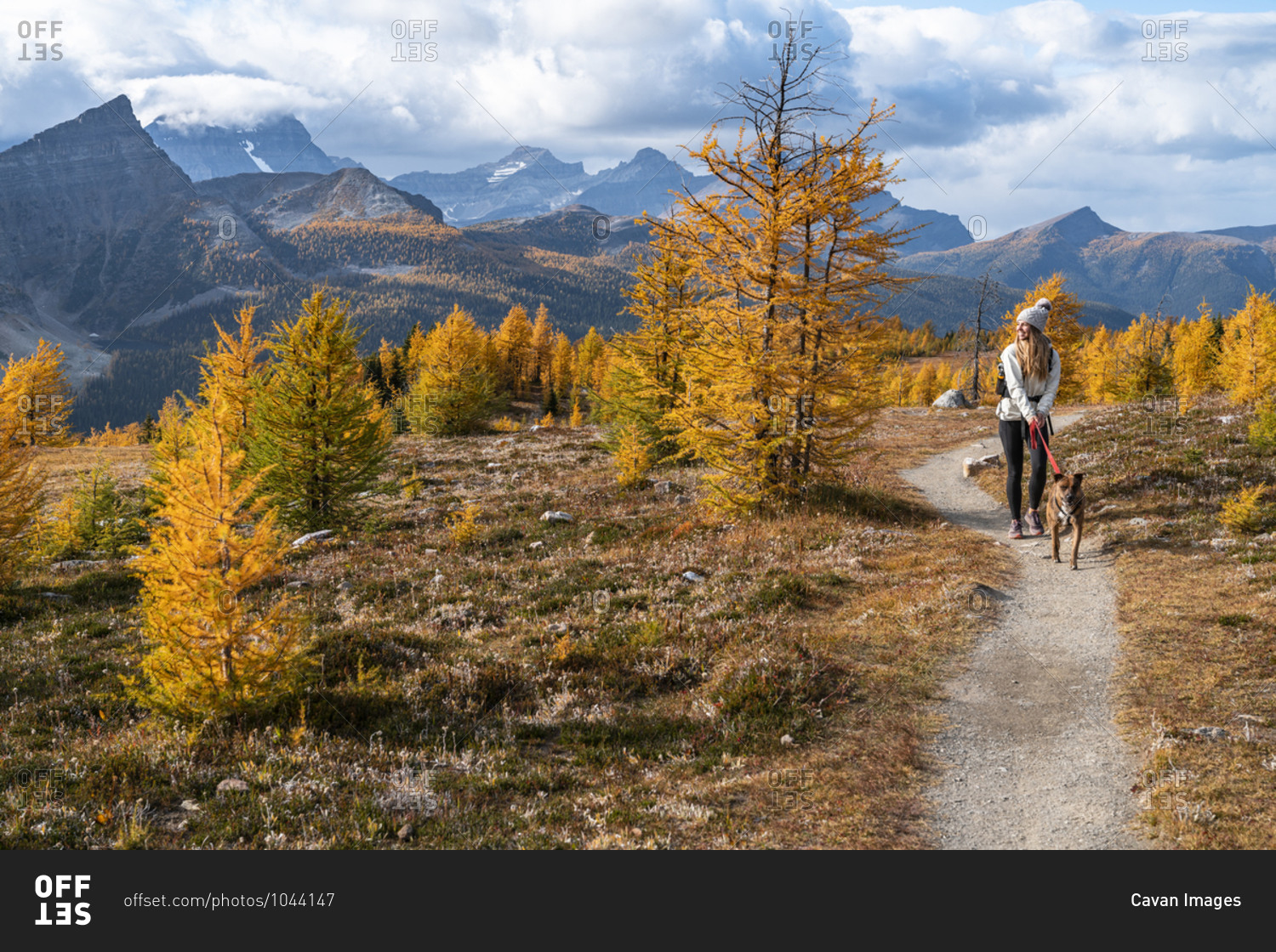 Dog Walking Through Healey Pass During Fall in the Rockies