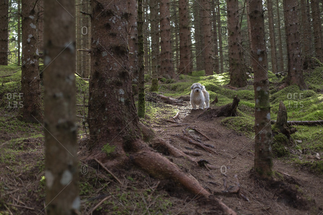 A small white dog looking camera through the woods