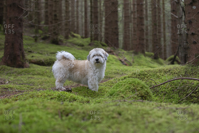 A male Havanese looking off camera on a mossy trail in the woods