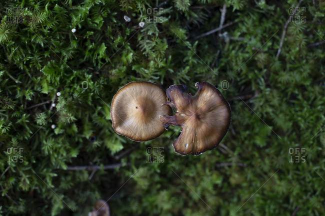 A top down view of some fungus growing in some moss