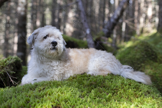A white Havanese dog laying down on a moss bed in the woods