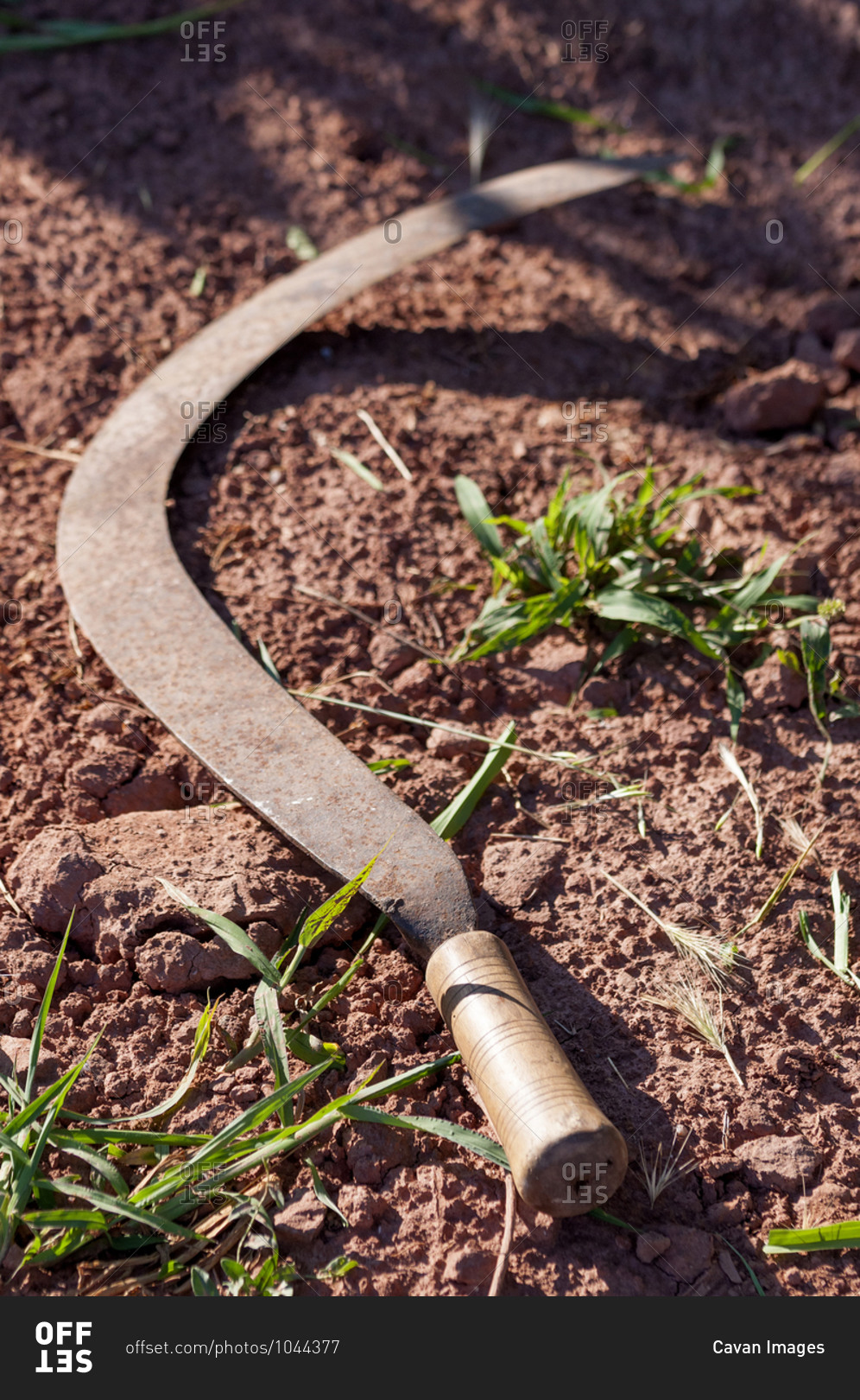 Sickle, an orchard tool in the ground.