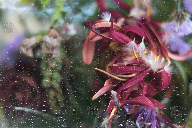 Flowers behind a glass covered with drops of water