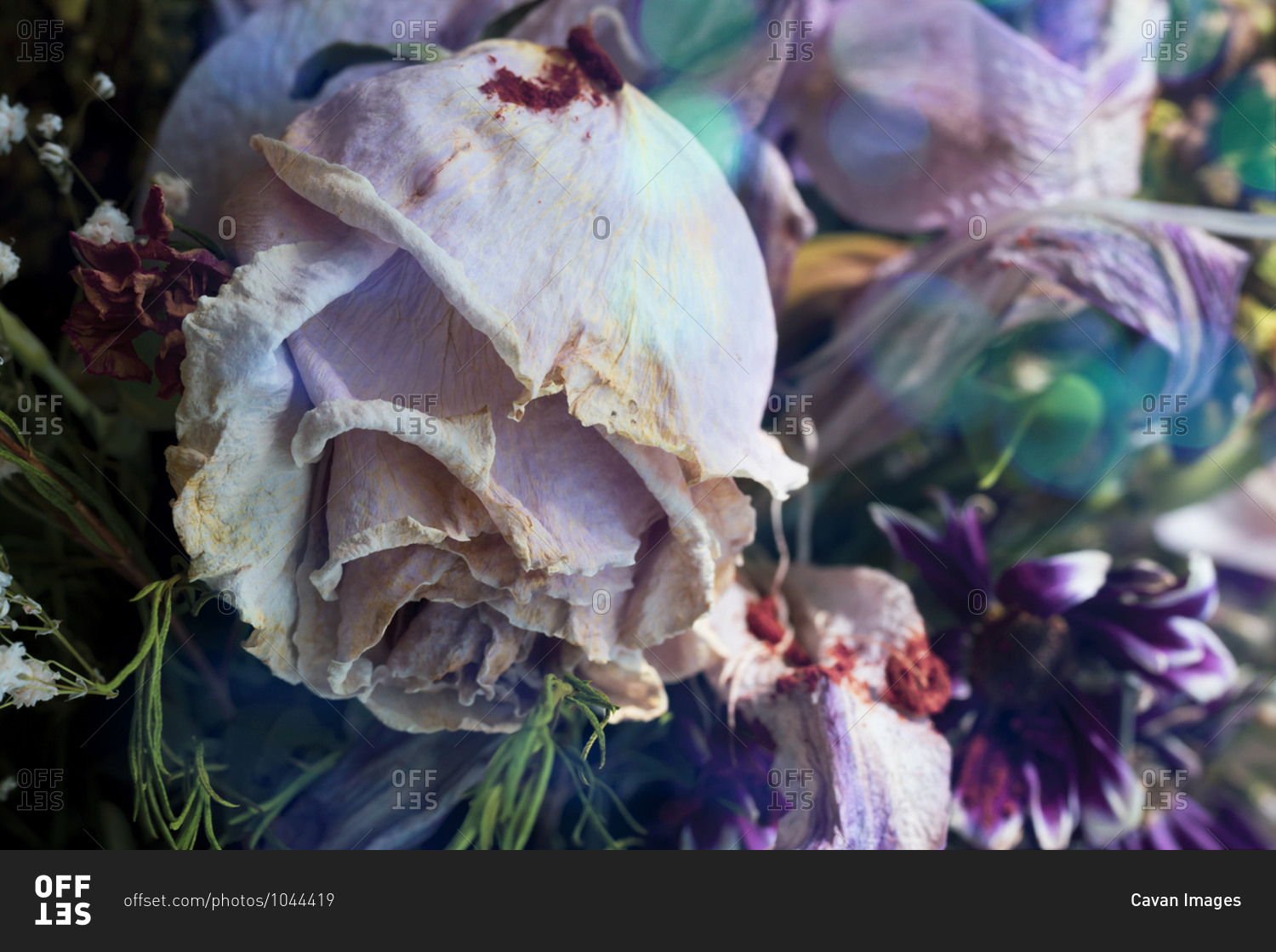 Bouquet of dead flowers with a withered rose in the foreground