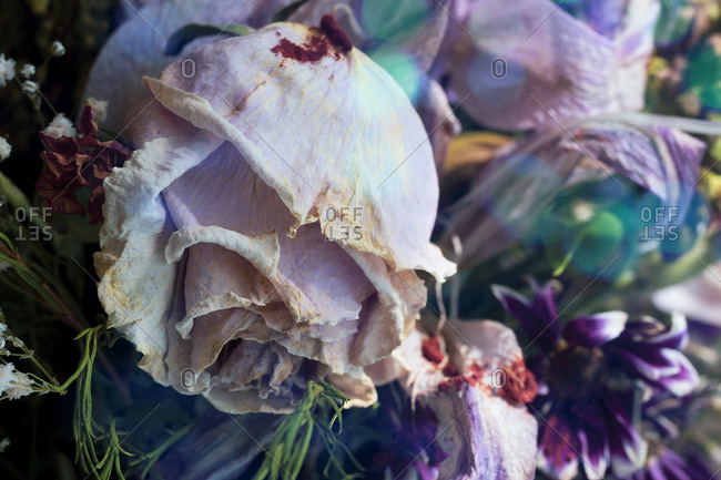 Bouquet of dead flowers with a withered rose in the foreground