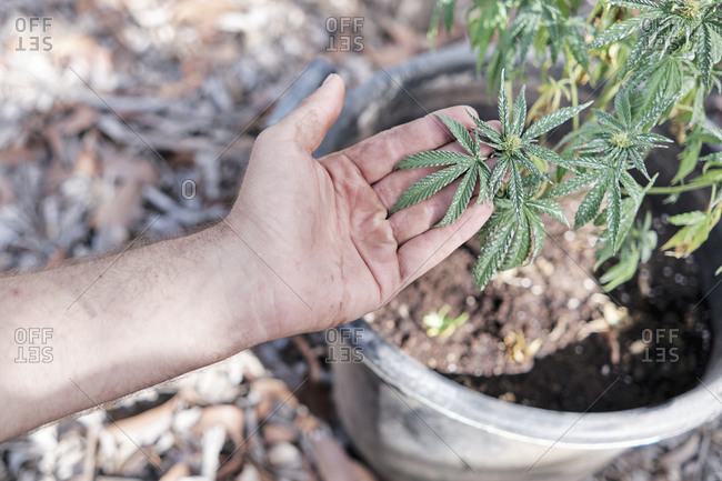 Dirty Hand Holding Marijuana Leaves
