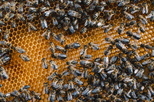 Bees at work in a nature