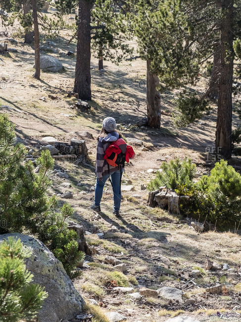 Rear view of a hiker woman walking in the forest