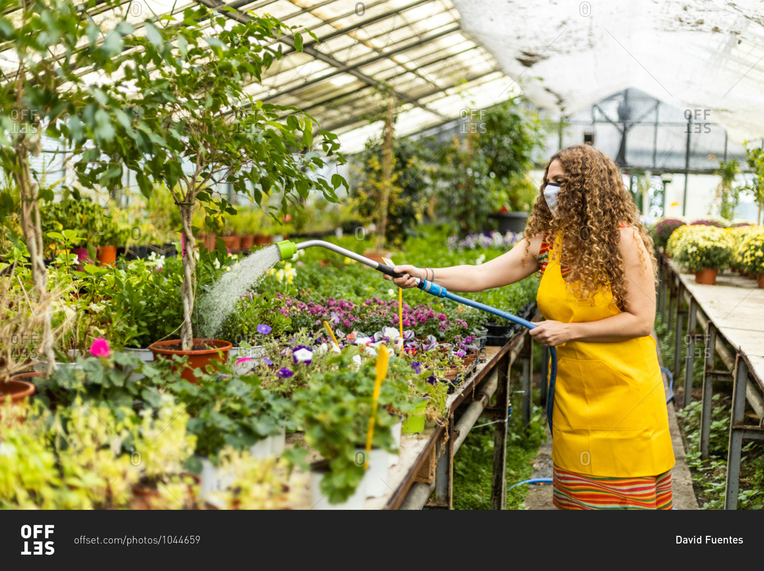 Young blonde adult woman with curly hair and a yellow apron watering the plants and flowers, wearing a face mask