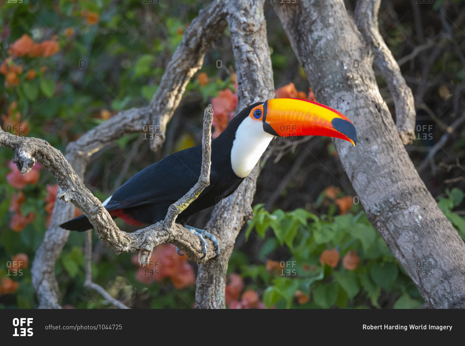 Toco toucan (Ramphastos toco), Pantanal, Mato Grosso do Sul, Brazil, South America