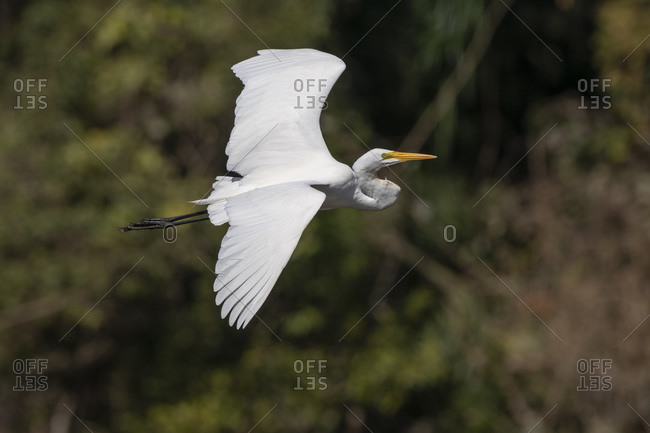Great egret (Casmerodius albus), Pantanal, Mato Grosso do Sul, Brazil, South America
