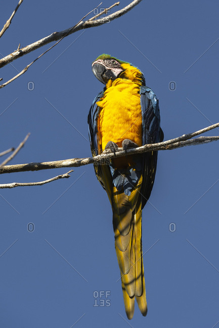 Blue-and-yellow macaw (Ara ararauna), Makaw Sinkhole, Mato Grosso do Sul, Brazil, South America