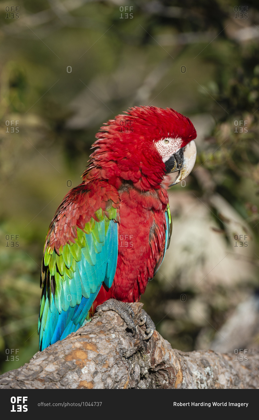 Red-and-green macaw (Ara chloropterus), Mato Grosso do Sul, Brazil, South America