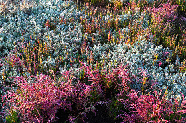Sea Lavender and various beautiful colored heathers growing wild in the sand dunes behind the beach at Alberici, Suffolk, England, United Kingdom, Europe