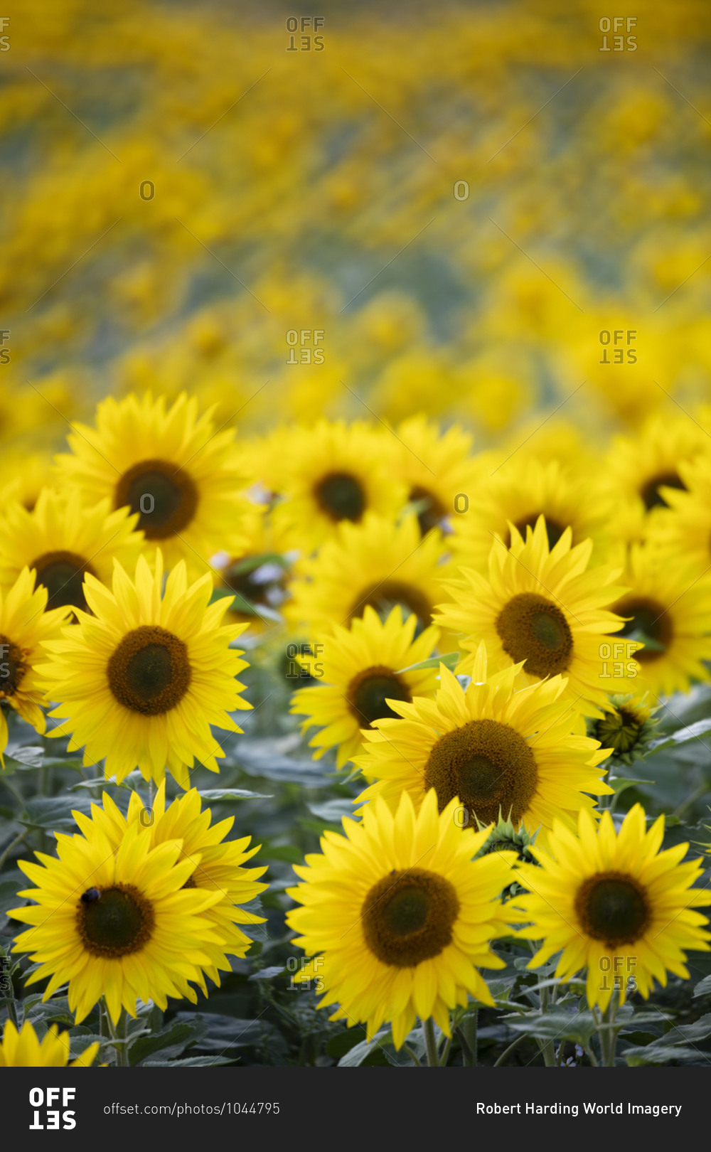 Field full of yellow sunflowers, Newbury, West Berkshire,\
England, United Kingdom, Europe stock photo - OFFSET