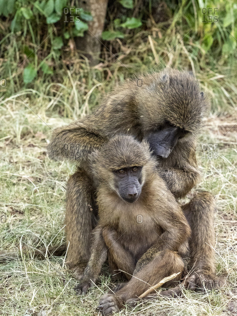 Olive baboons (Papio anubis) grooming each other in Ngorongoro Conservation Area, Tanzania, East Africa, Africa