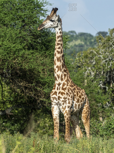 Adult male Masai giraffe (Giraffa camelopardalis tippelskirchii), Tarangire National Park, Tanzania, East Africa, Africa