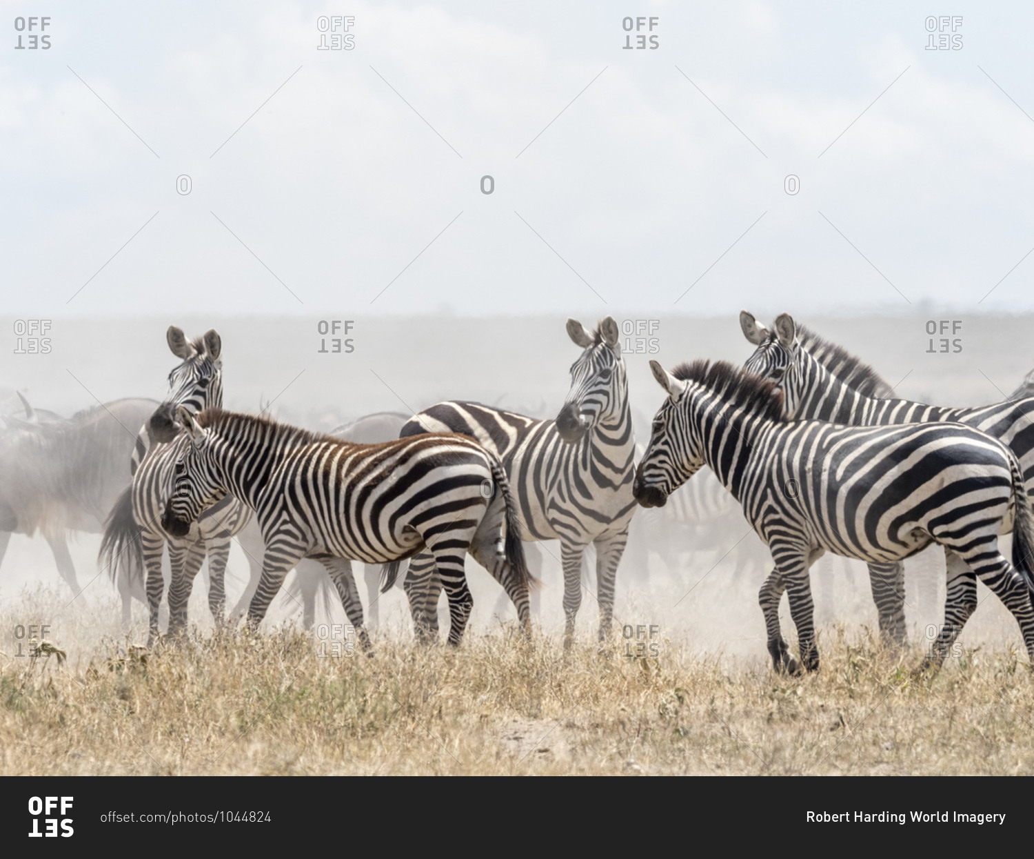 Plains zebras (Equus quagga) in Serengeti National Park, UNESCO World Heritage Site, Tanzania, East Africa, Africa