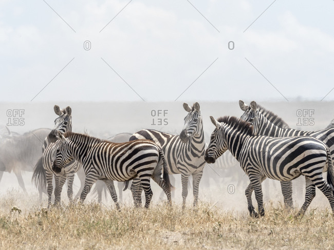 Plains zebras (Equus quagga) in Serengeti National Park, UNESCO World Heritage Site, Tanzania, East Africa, Africa