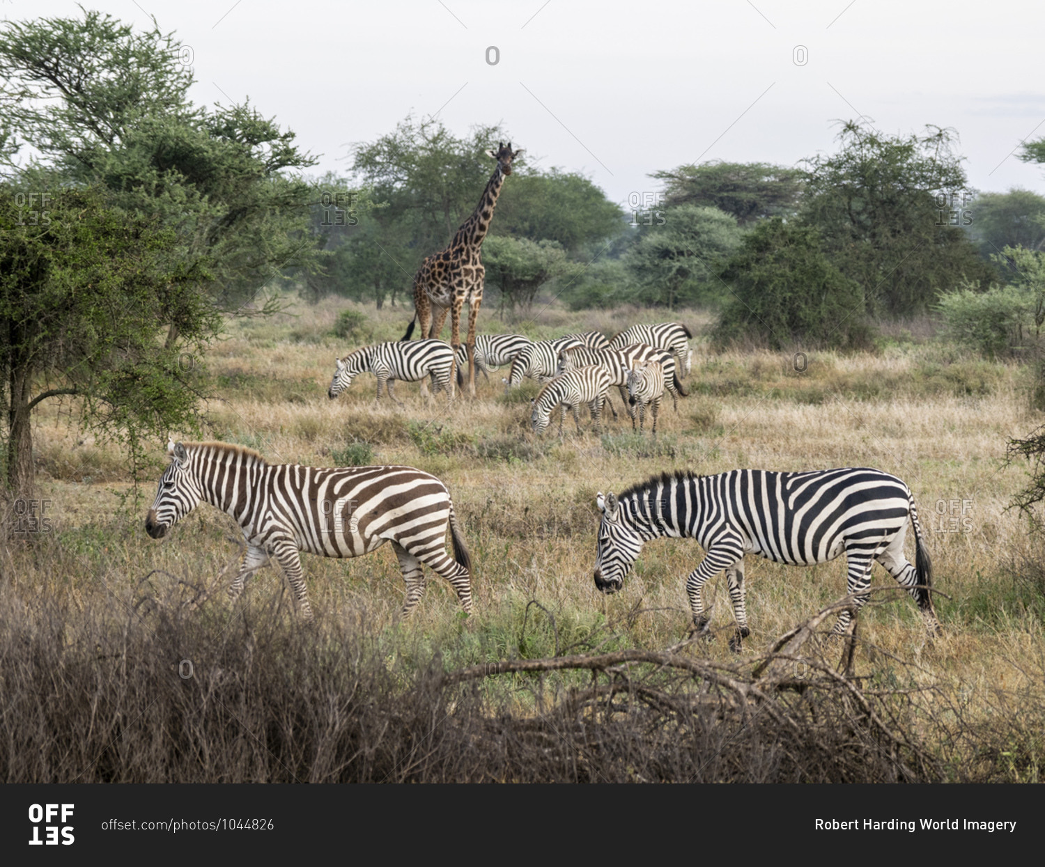 Plains zebras (Equus quagga) with giraffe in Serengeti National Park, UNESCO World Heritage Site, Tanzania, East Africa, Africa