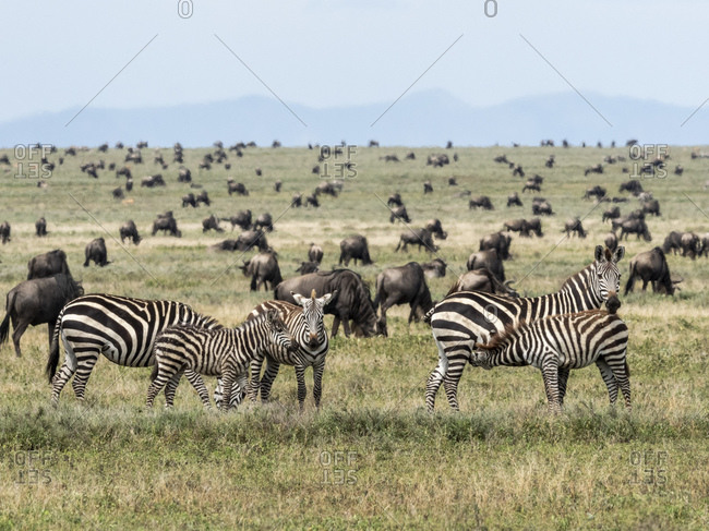 Plains zebras (Equus quagga), mothers and colts in Serengeti National Park, UNESCO World Heritage Site, Tanzania, East Africa, Africa