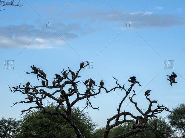 African white-backed vultures (Gyps africanus), Tarangire National Park, Tanzania, East Africa, Africa