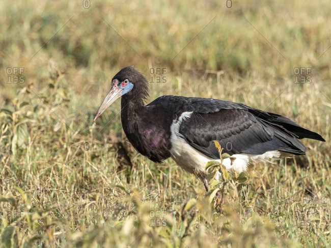 Adult Abdim's stork (Ciconia abdimii), Ngorongoro Crater, Tanzania, East Africa, Africa