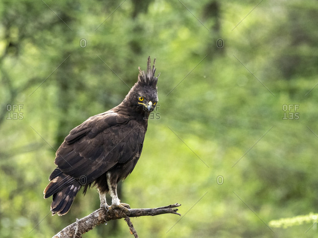 An adult long-crested eagle (Lophaetus occipitalis), Serengeti National Park, Tanzania, East Africa, Africa